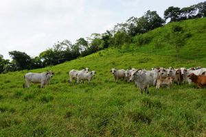 Finca-Dios-nos-ayuda-Seteganti-Augusto-Aguilar